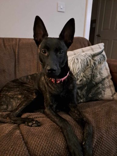 Black dog with large ears lounging on a brown sofa, looking directly at the camera.