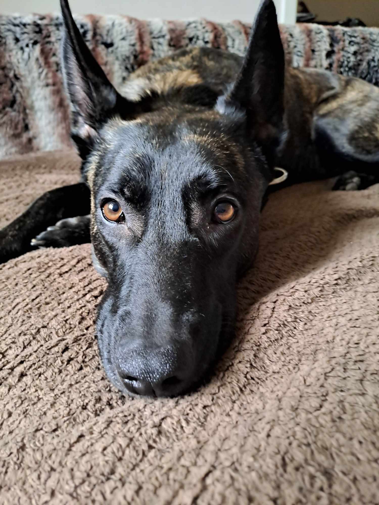 Luna our  Belgian Shepherd lying on the couch looking at you.