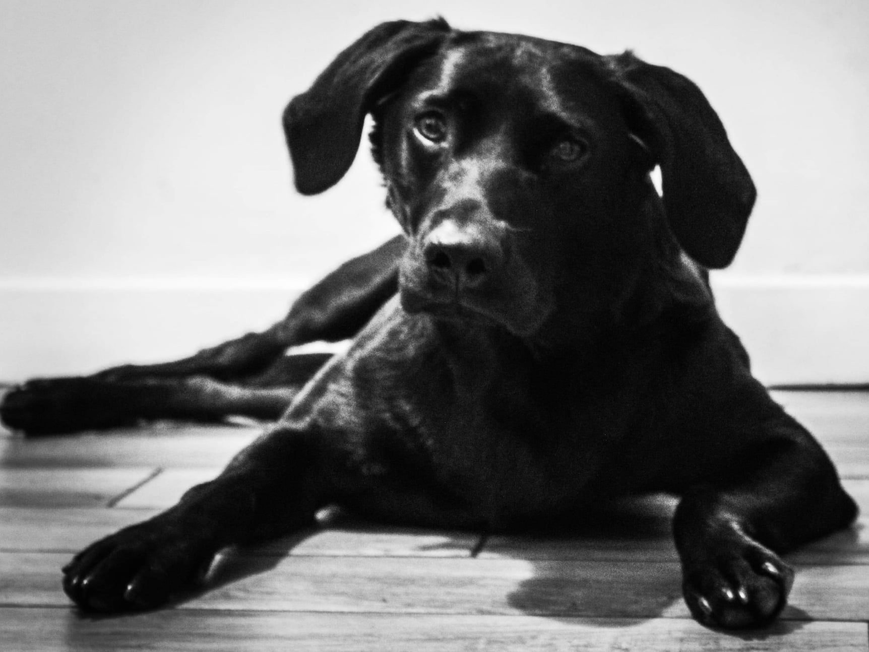 Our Black Labrador Laika posing for his photo