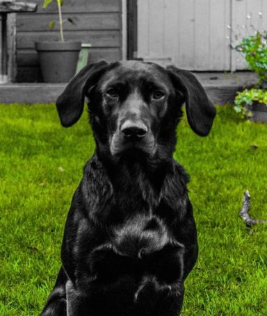 Black dog with a serious expression sitting on green grass.