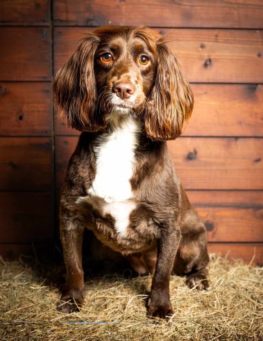 Brown spaniel sitting on hay in front of a wooden backdrop.